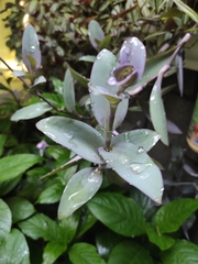 Tradescantia pallida