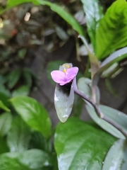 Tradescantia pallida