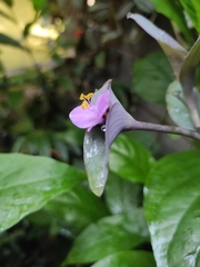 Tradescantia pallida
