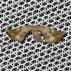 Parepisparis excusata