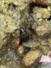 Chlaenius impunctifrons