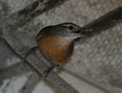 Cantorchilus leucotis