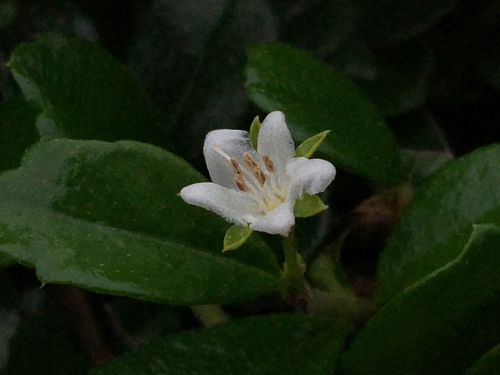 Ehretia microphylla