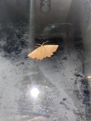 Euchlaena johnsonaria