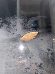 Euchlaena johnsonaria