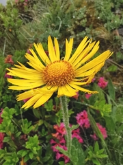 Doronicum clusii