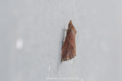 Lophoptera huma