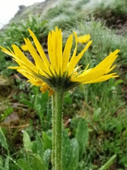 Doronicum clusii