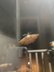 Euchlaena johnsonaria