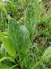Doronicum clusii