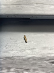 Limnaecia phragmitella