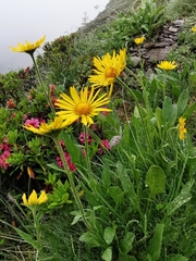 Doronicum clusii