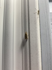 Limnaecia phragmitella