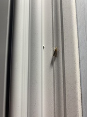 Limnaecia phragmitella