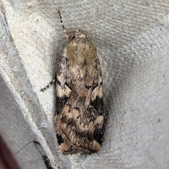 Cryptocala acadiensis