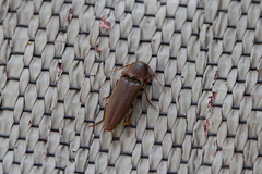 Diplostethus carolinensis