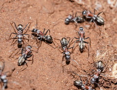 Camponotus ephippium
