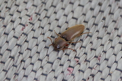 Diplostethus carolinensis