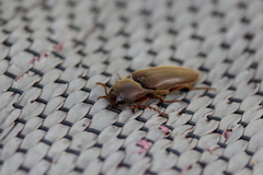 Diplostethus carolinensis