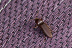 Diplostethus carolinensis