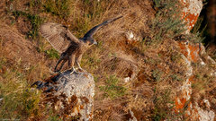 Falco peregrinus