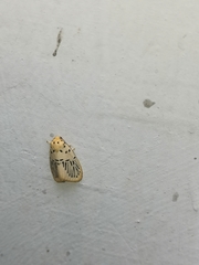 Stigmatophora palliduspalmata