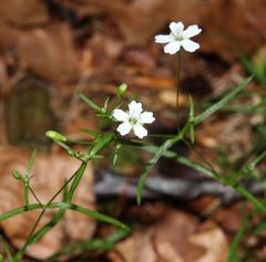 Heliosperma pusillum