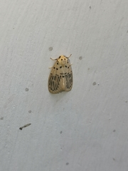 Stigmatophora palliduspalmata