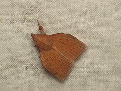 Pararguda australasiae