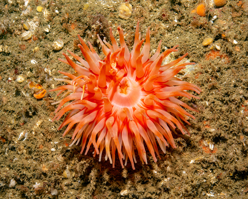 Christmas Anemone — photo 1