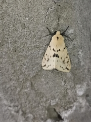 Spilarctia dalbergiae