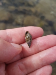 Clibanarius erythropus