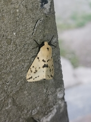 Spilarctia dalbergiae