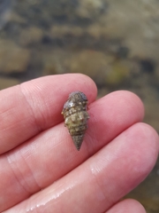 Clibanarius erythropus