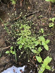 Androsace filiformis