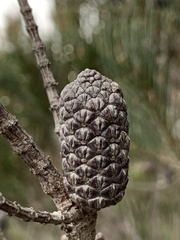 Allocasuarina monilifera