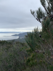 Allocasuarina monilifera