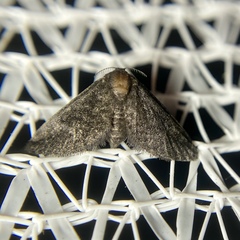 Epipyropidae