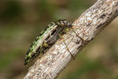 Chalcodrya variegata