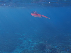 Sepioteuthis lessoniana