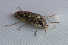 Chalcodrya variegata