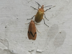 Dolgoma angulifera