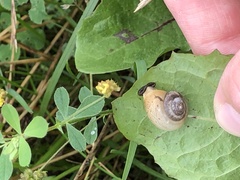 Monacha cartusiana