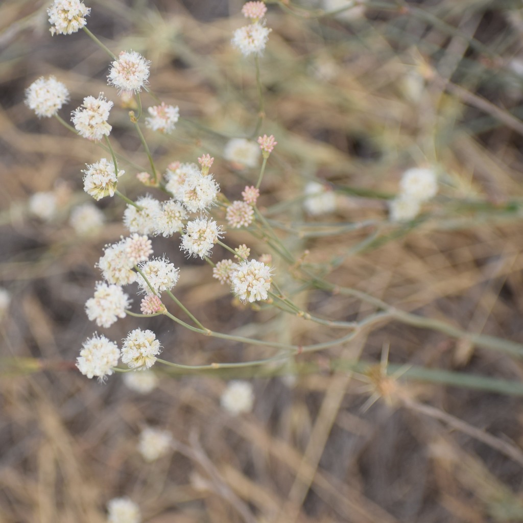 Naked Buckwheat From Almaden Quicksilver Park Ca Usa On July