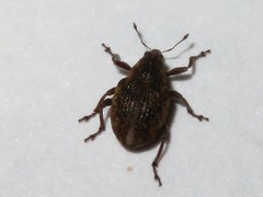 Rhinoncus inconspectus