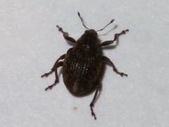 Rhinoncus inconspectus