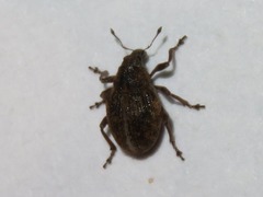 Rhinoncus inconspectus