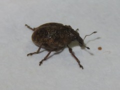 Rhinoncus inconspectus