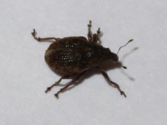 Rhinoncus inconspectus