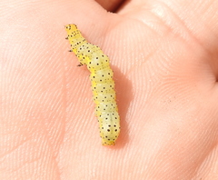 Abrostola asclepiadis